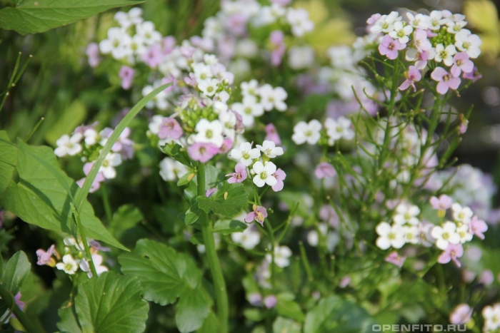 Алиссум лобулярия морская