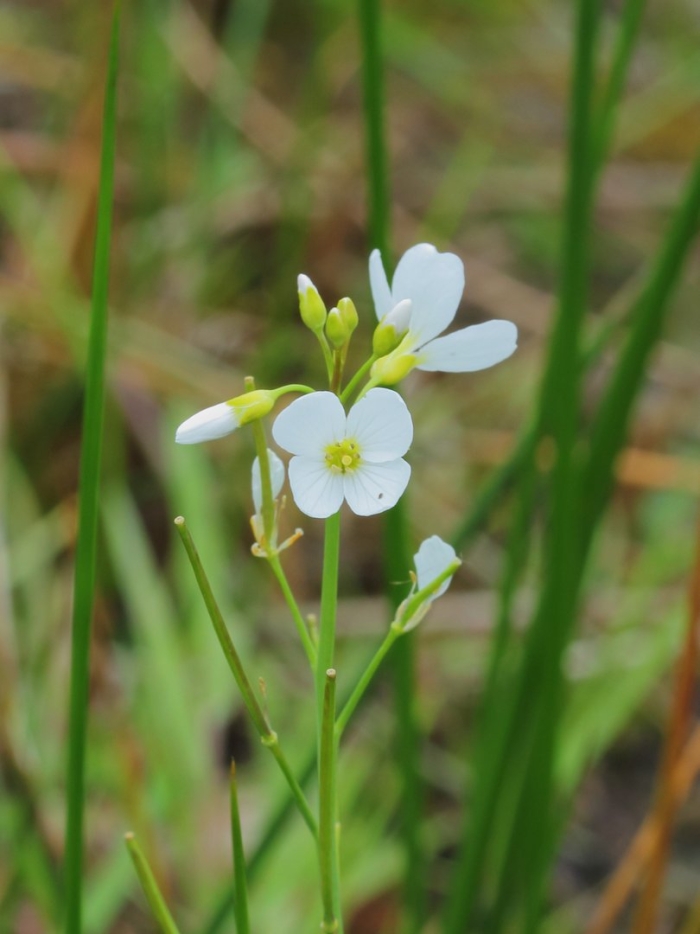 Сердечник луговой cardamine pratensis