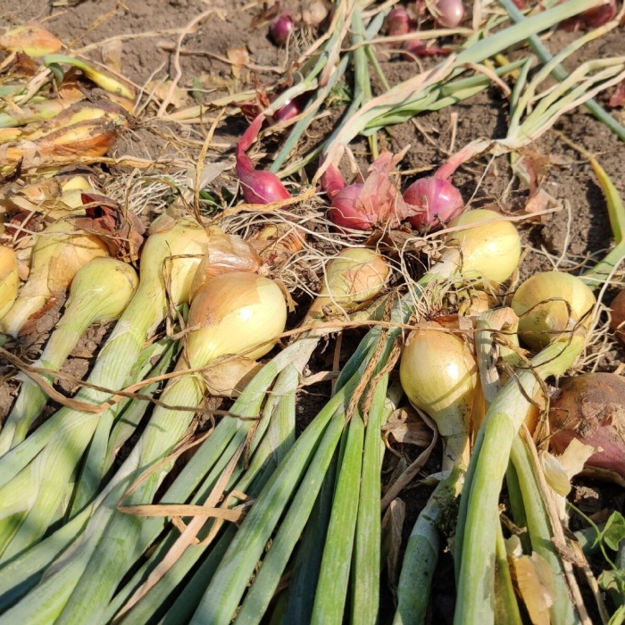 Лук шалот семейный