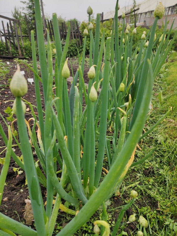 Апрельский лук батун