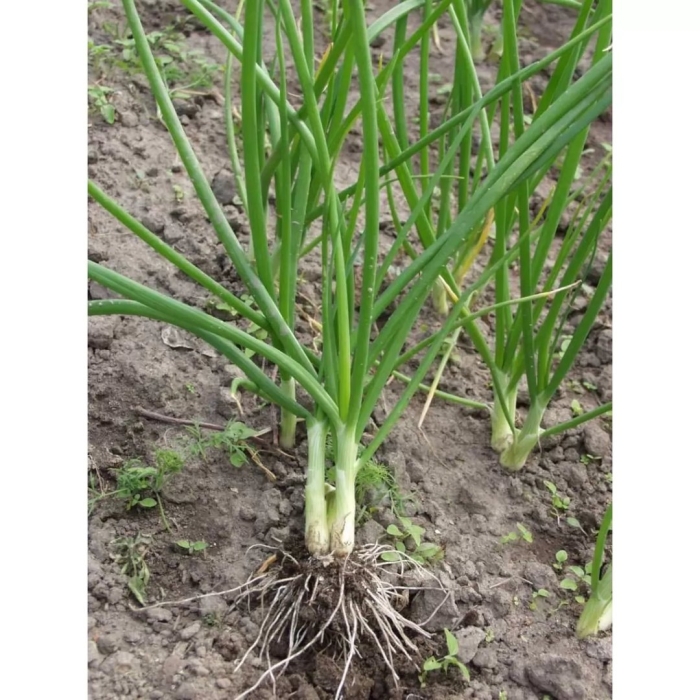 Лук батун параде