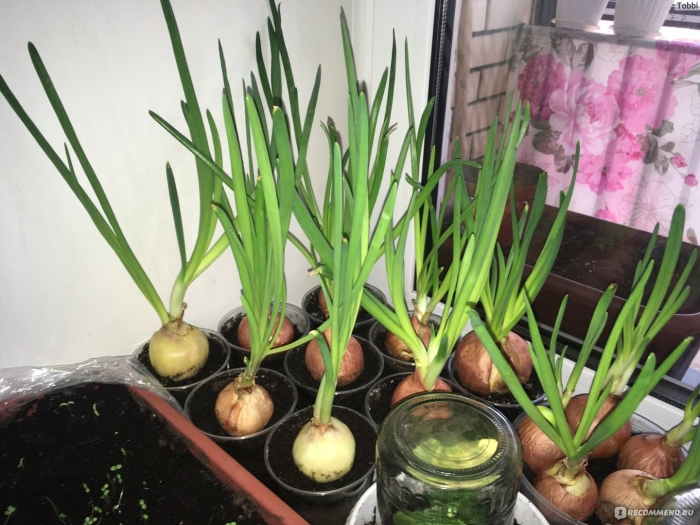 Зеленый лук на подоконнике