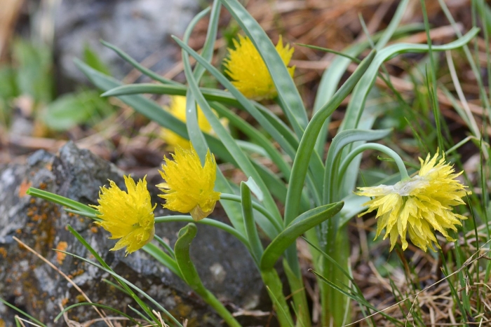 Нарцисс рип ван винкль