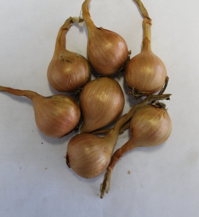 Лук севок шалот семейный