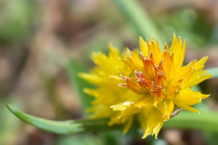 Нарцисс махровый рип ван винкль