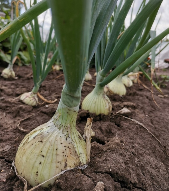 Cемена лука репчатого эксибишен