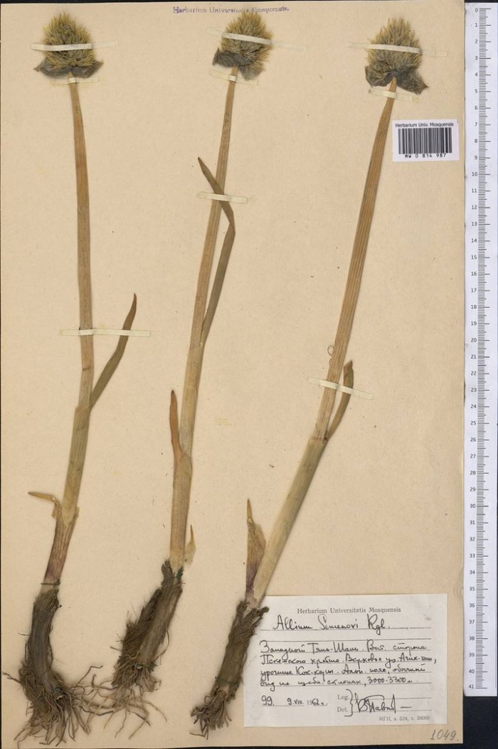 Allium schoenoprasum