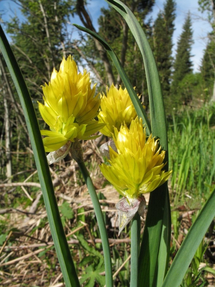 Allium semenovii