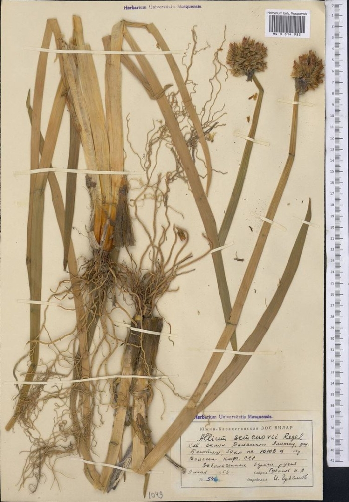 Лук угловатый гербарий