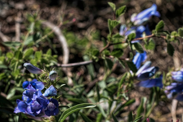Penstemon heterophyllus