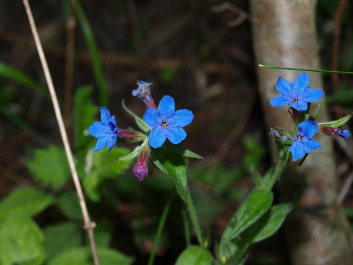 Воробейник лекарственный