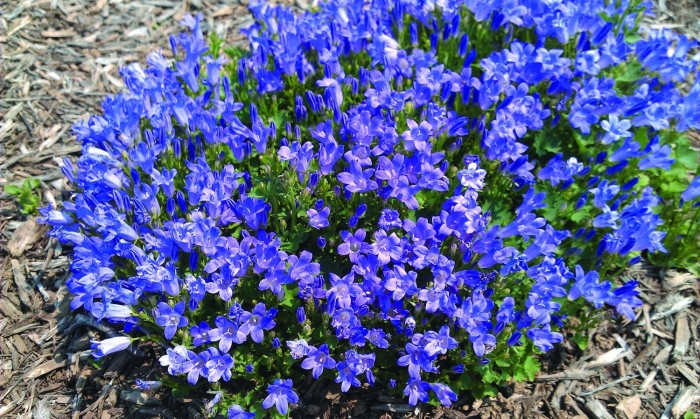 Campanula portenschlagiana