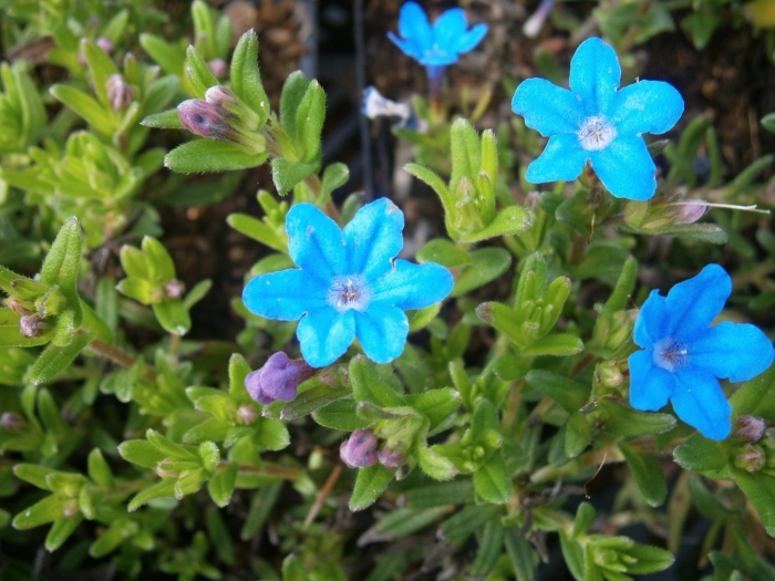 Lithodora fruticosa
