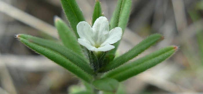 Lithospermum arvense