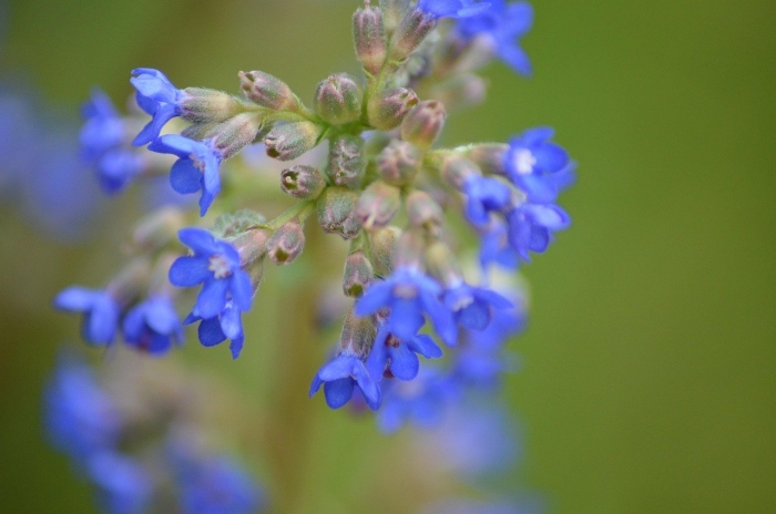 Myosotis sylvatica сухая