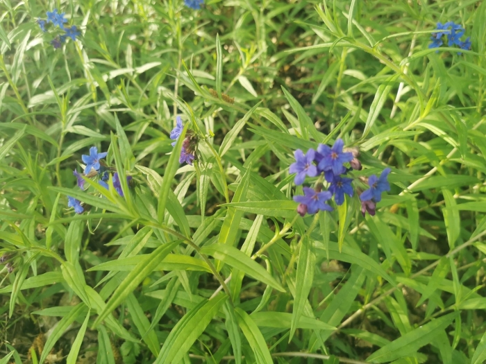 Buglossoides purpurocaerulea