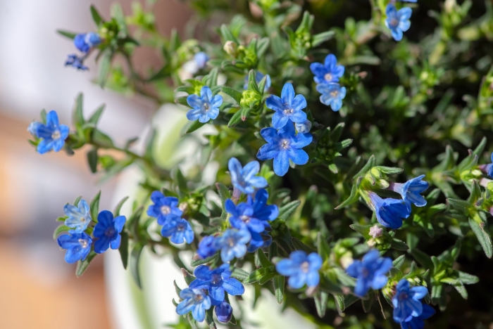 Lithodora diffusa