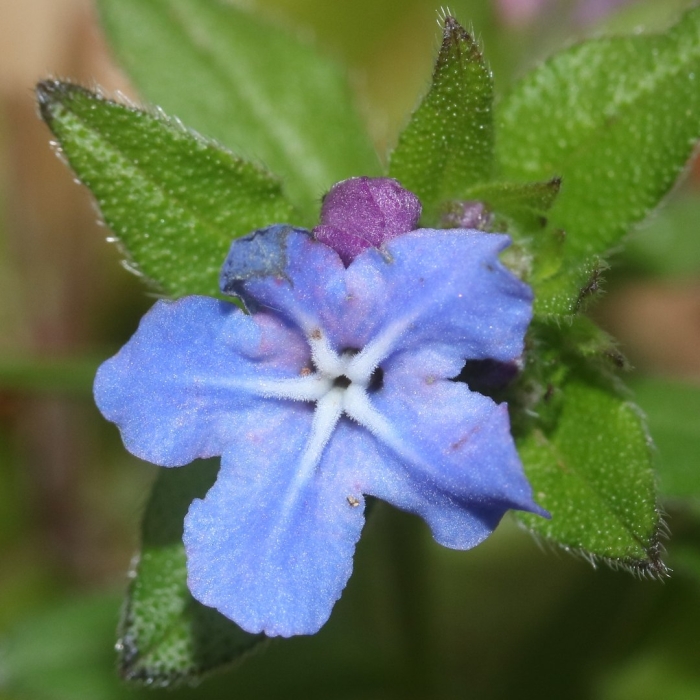 Пупочник omphalodes verna