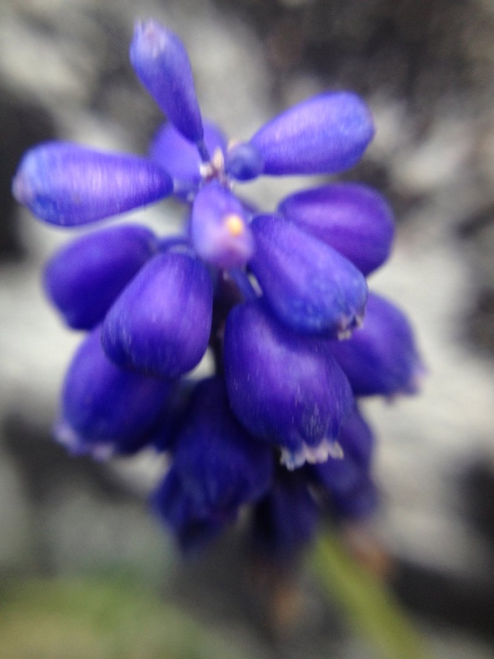Muscari armeniacum