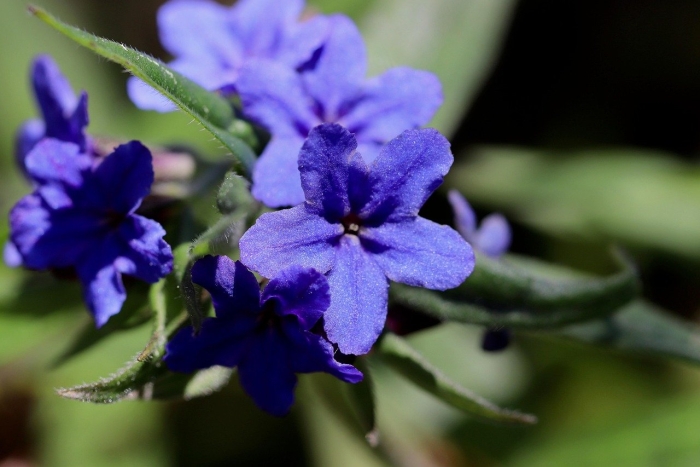 Buglossoides purpurocaerulea