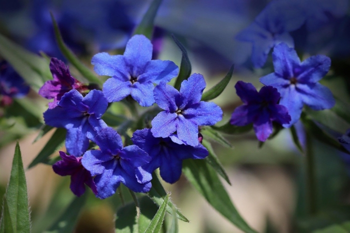 Цветок синий