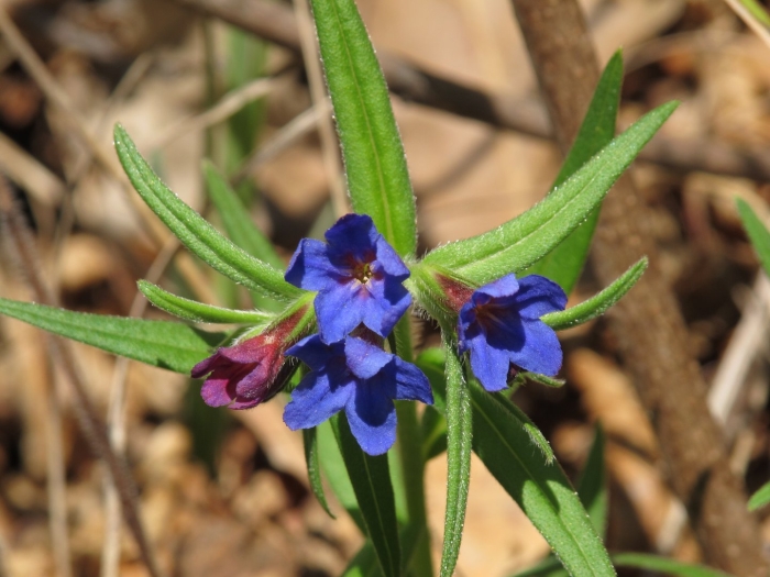 Воробейник краснокорневой