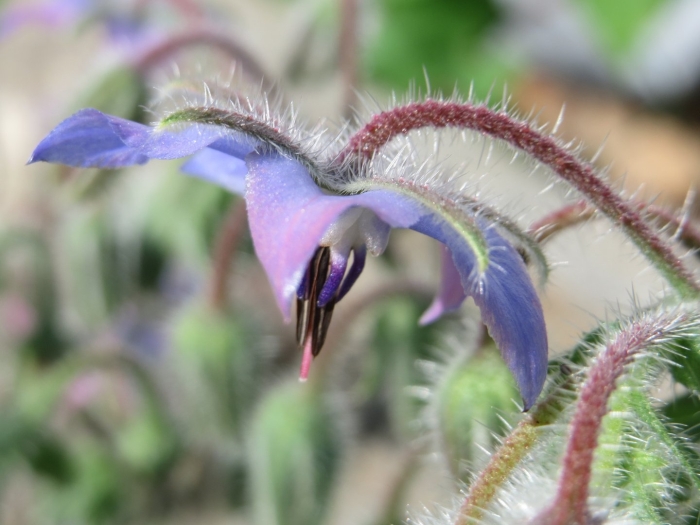 Бораго огуречная трава