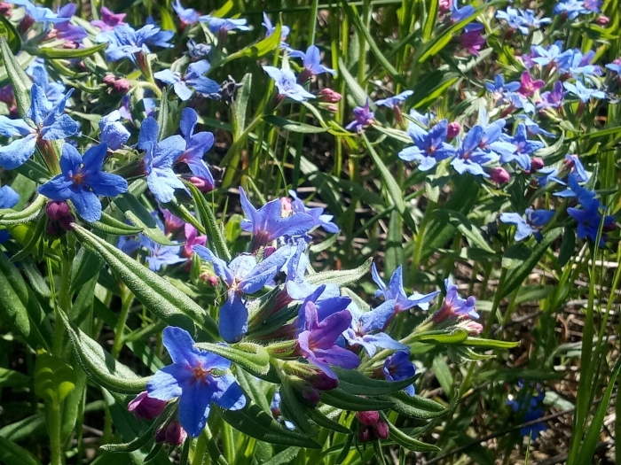 Buglossoides purpurocaerulea