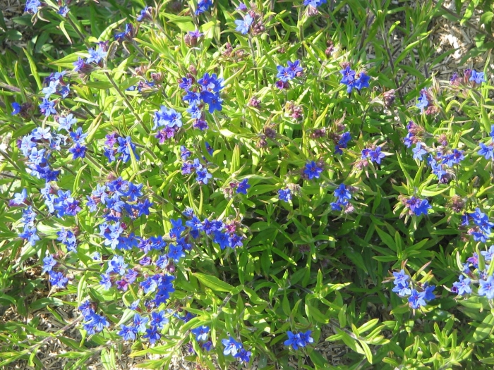 Buglossoides purpurocaerulea