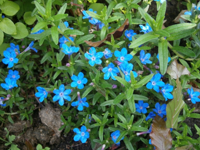 Lithodora diffusa 'heavenly blue'