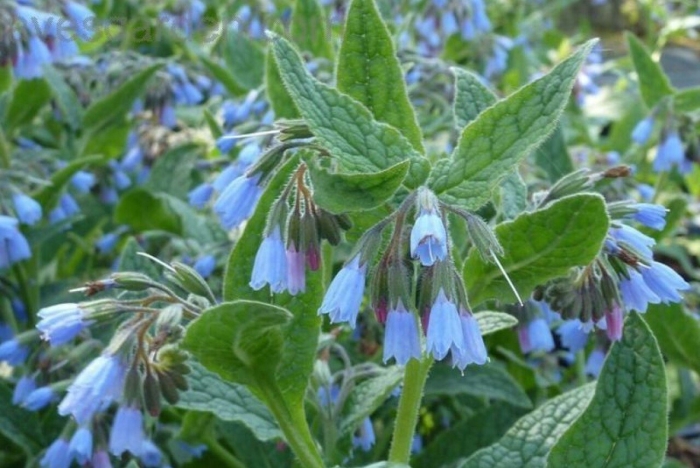 Окопник symphytum grandiflorum