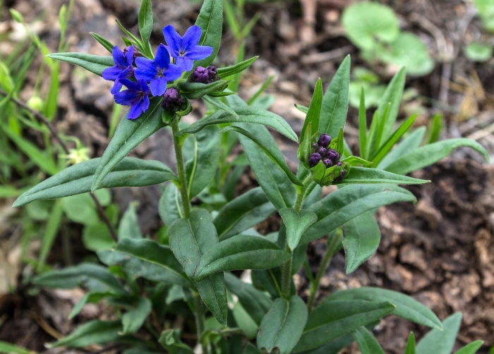 Lithospermum purpurocaeruleum