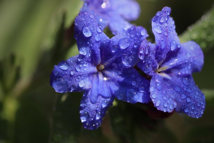Броваллия великолепная марине белл