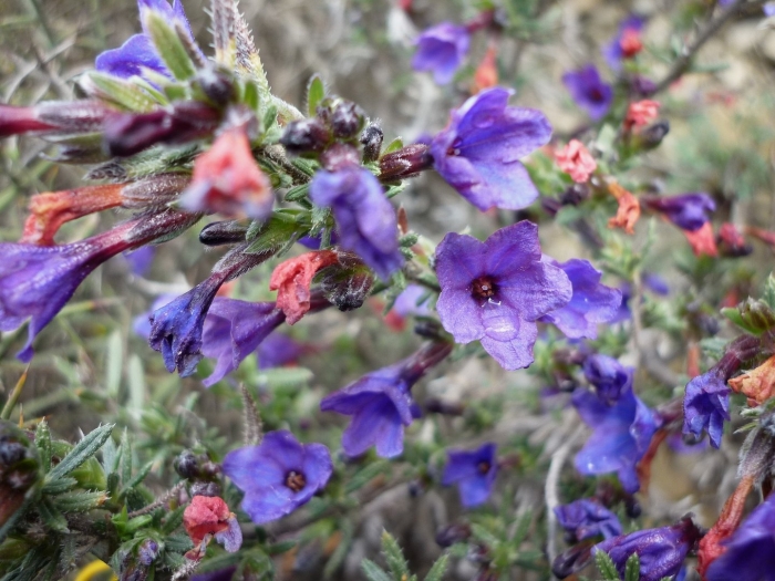 Lithospermum fruticosum