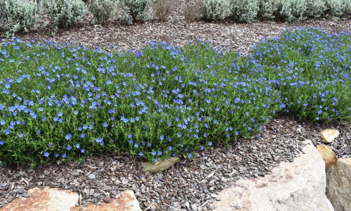 Литодора heavenly blue