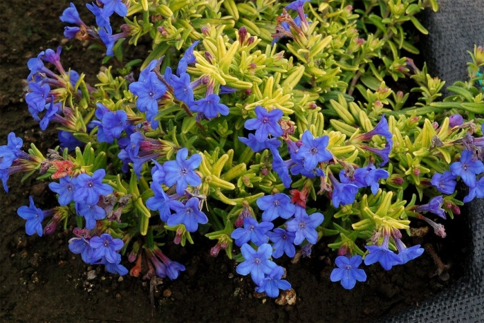 Литодора heavenly blue