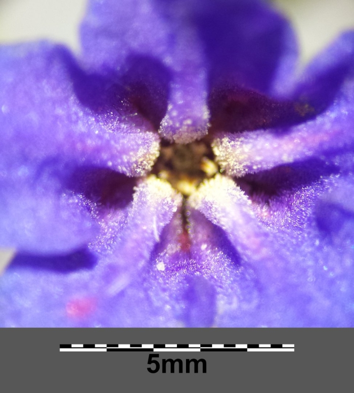 Buglossoides purpurocaerulea