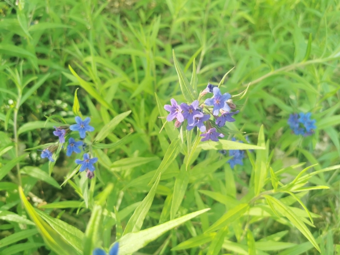 Buglossoides purpurocaerulea