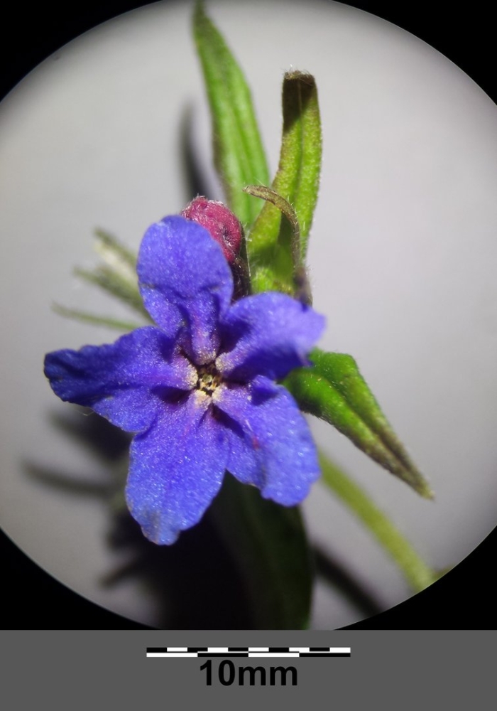 Buglossoides purpurocaerulea