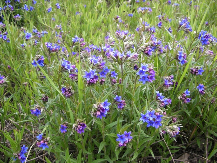 Медуница растение