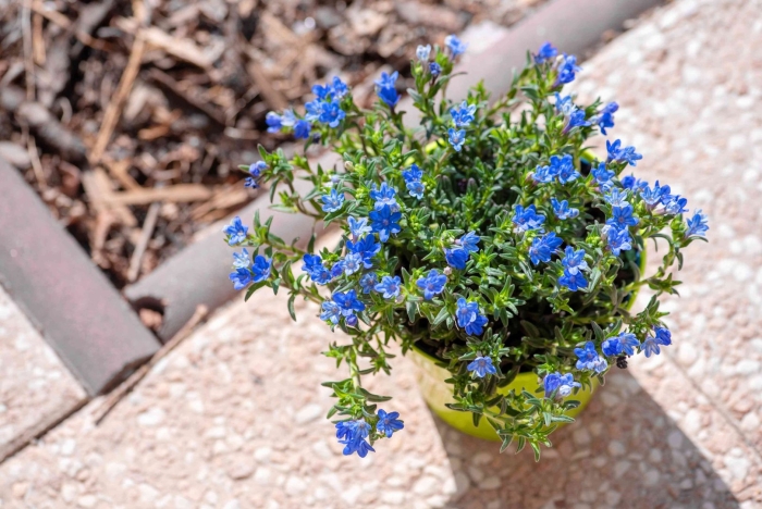 Лобелия длинночерешковая снежок