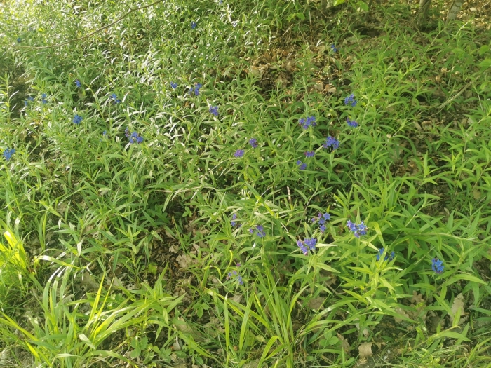 Buglossoides purpurocaerulea