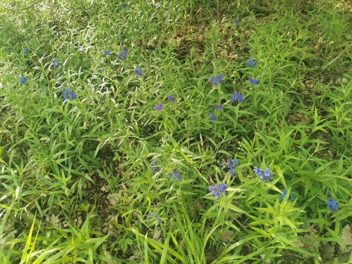 Buglossoides purpurocaerulea