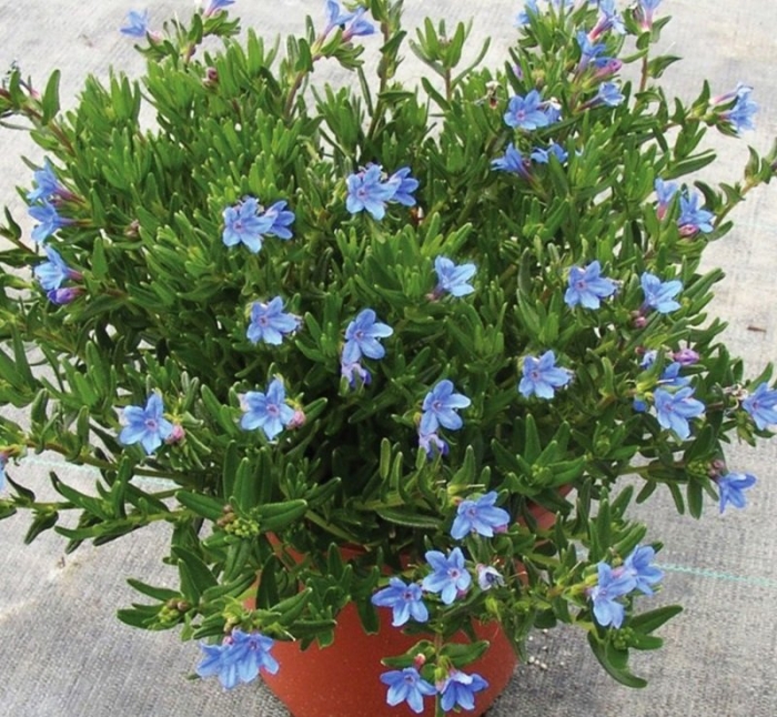 Литодора heavenly blue