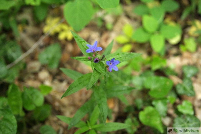 Воробейник пурпурно-синий