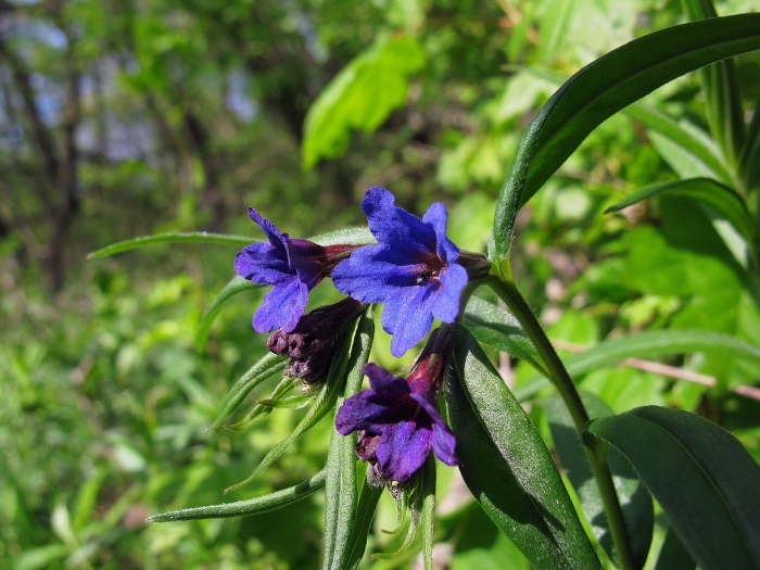 Растение медуница