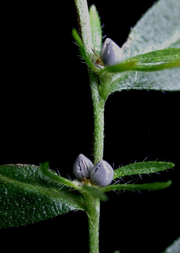 Lithospermum officinale