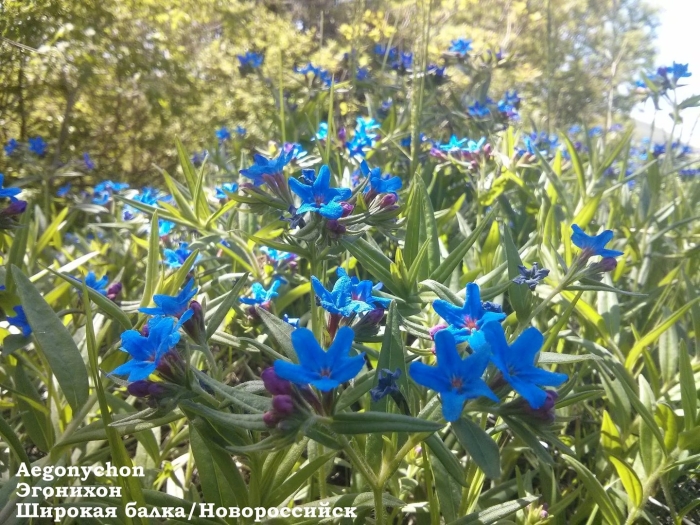 Воробейник пурпурно синий литодора. эгонихон. литоспермум