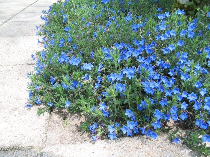 Литодора хевенли блю