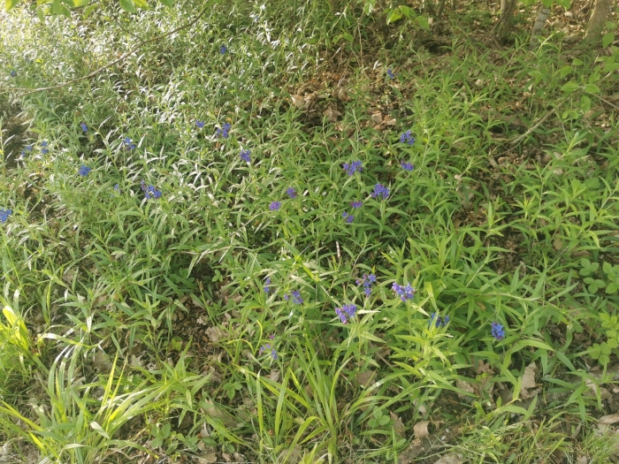 Горечавка ластовневая синяя gentiana asclepiadea